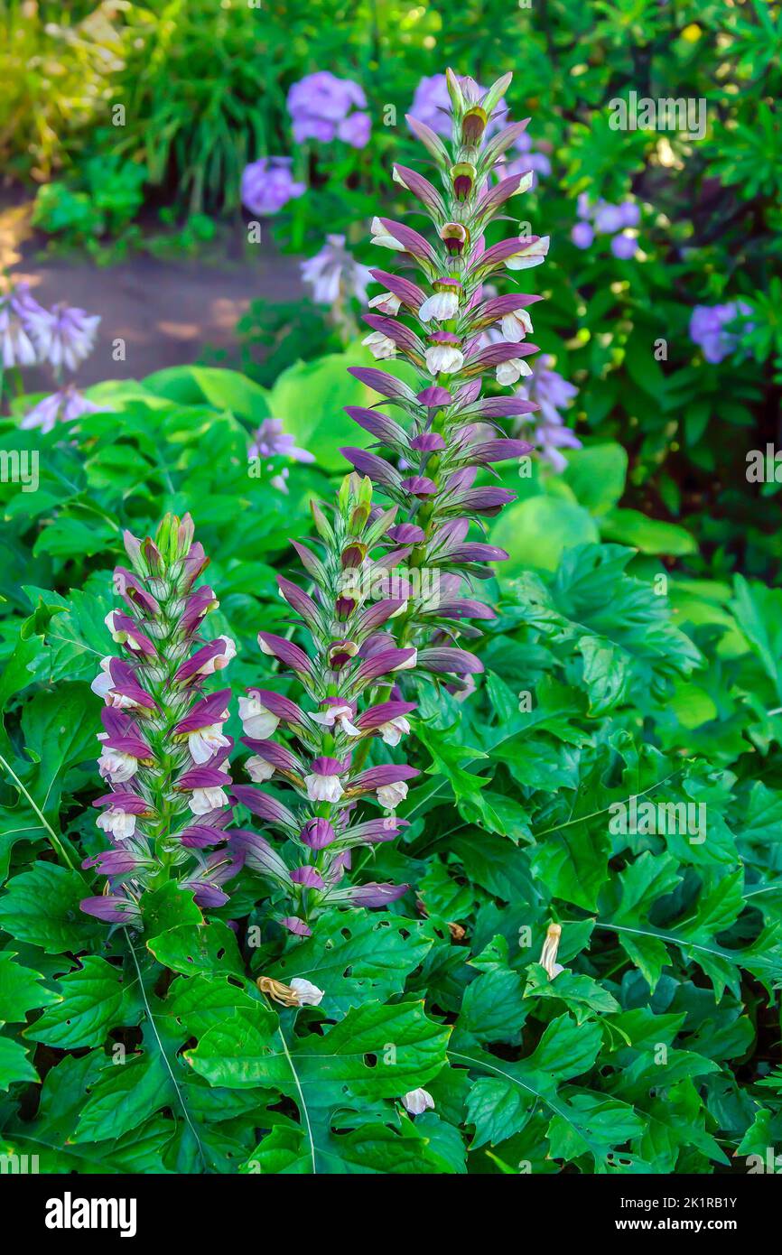 A bright beautiful bush of garden flowers with a spike-shaped inflorescence Stock Photo