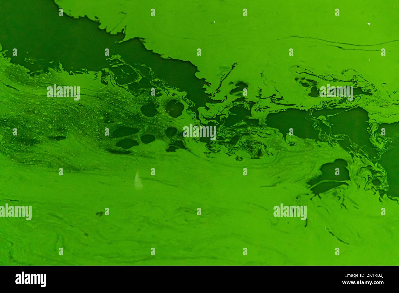 Blue Spirulina algae, are cyanobacteria produced at Pointe d'Argent in the greenhouse in