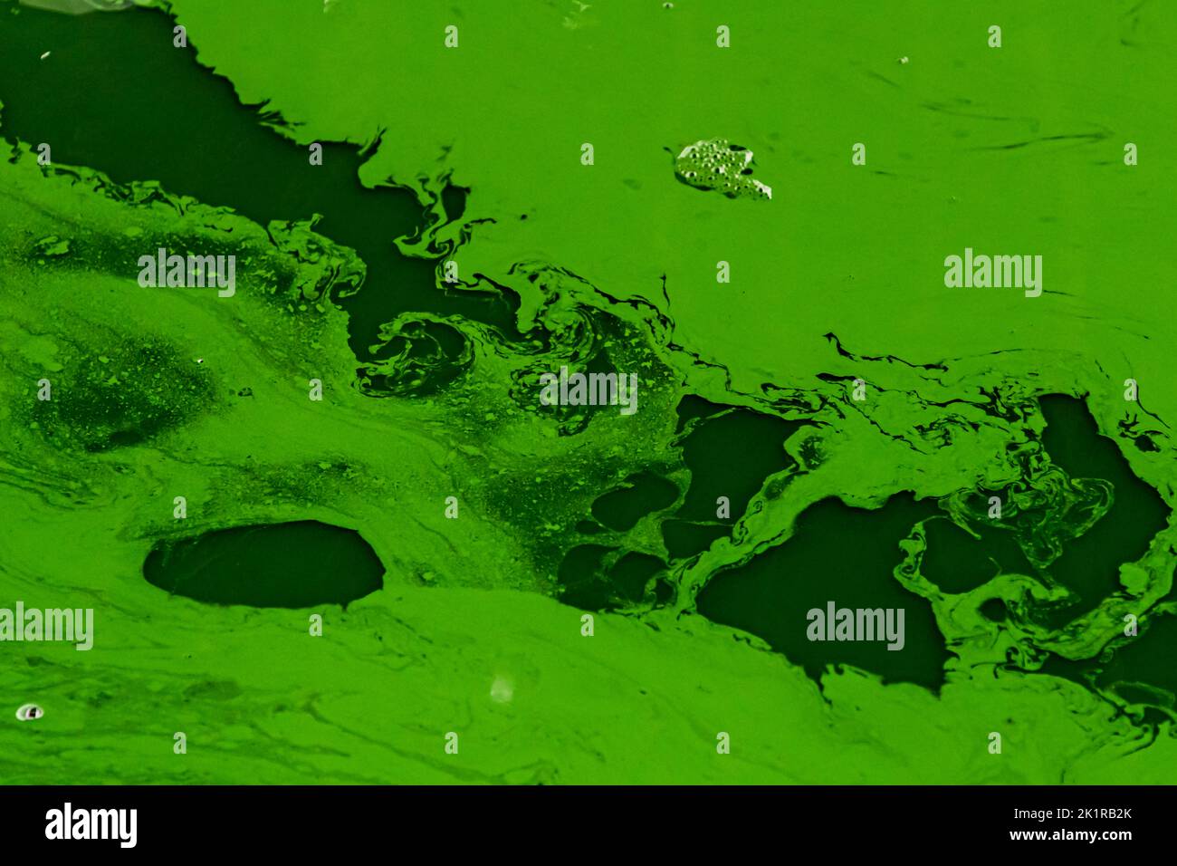 Blue Spirulina algae, are cyanobacteria produced at Pointe d'Argent in the greenhouse in
