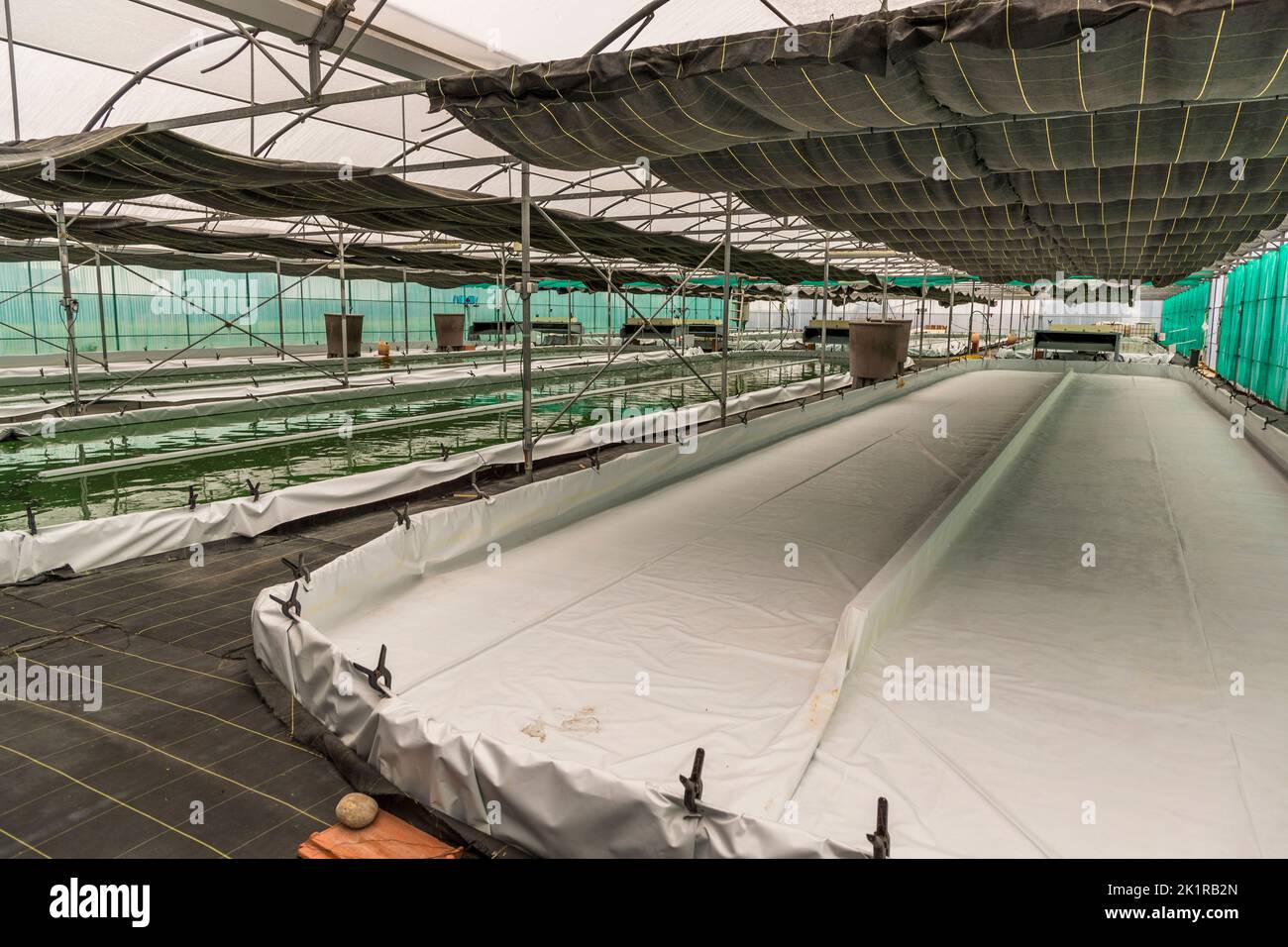 Blue Spirulina algae, are cyanobacteria produced at Pointe d'Argent in the greenhouse in
