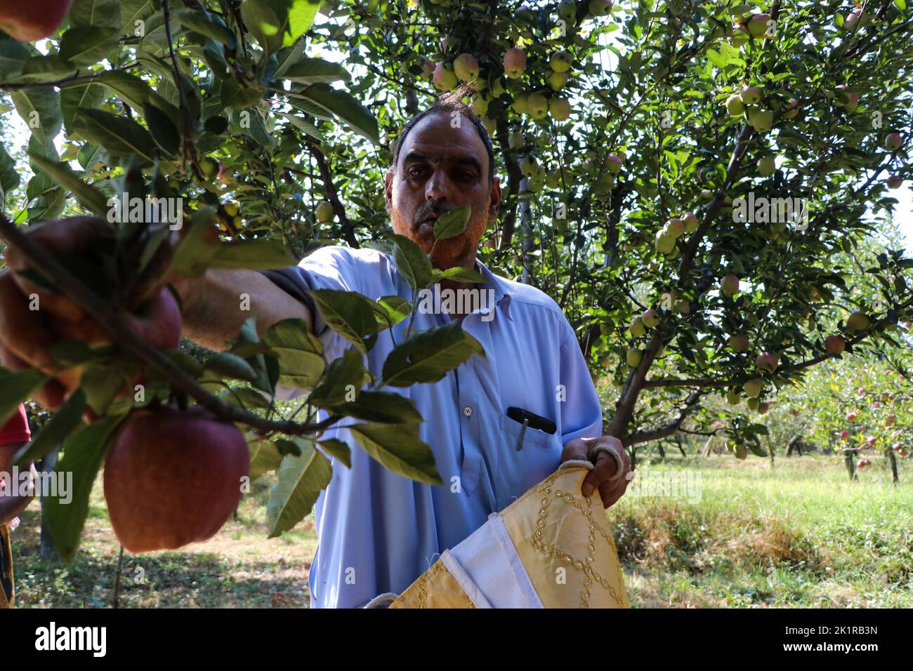 Kashmiri apples hires stock photography and images Alamy