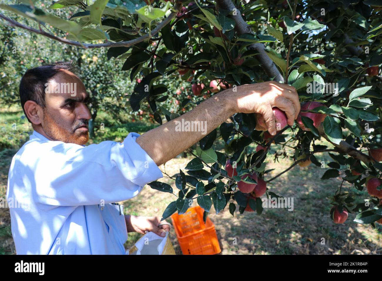 Kashmir apple orchards hires stock photography and images Alamy