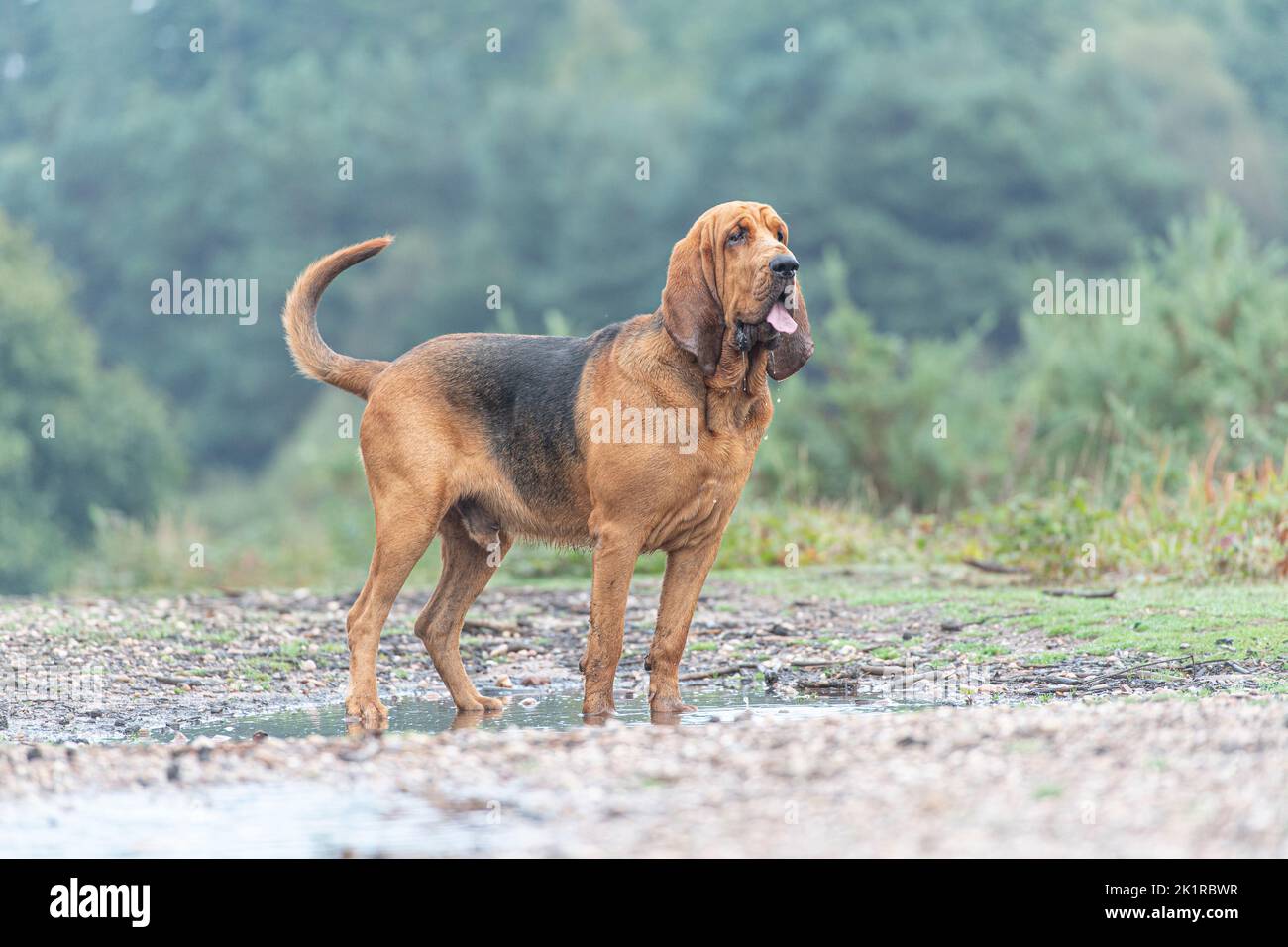 bloodhound dog standing in country setting Stock Photo