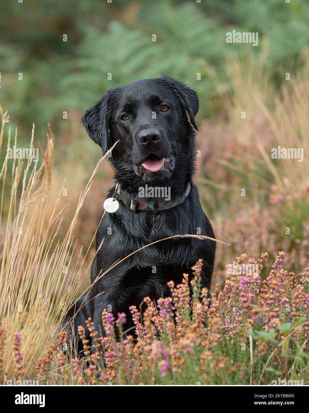 black labrador retriever in heather Stock Photo
