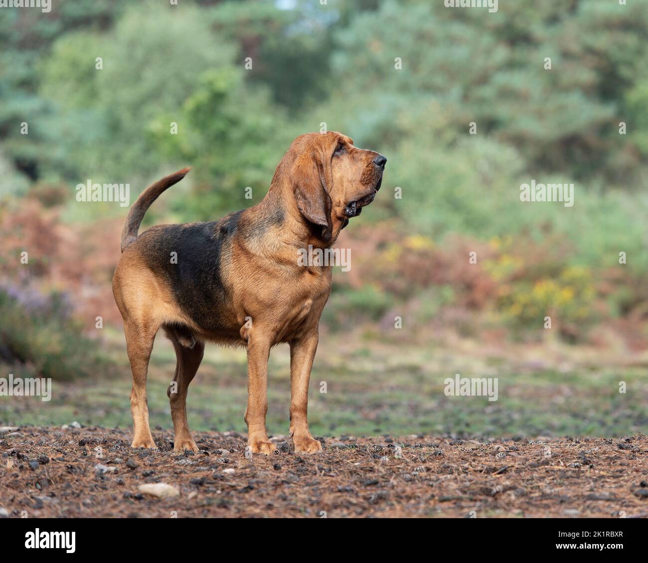 black and tan bloodhound Stock Photo