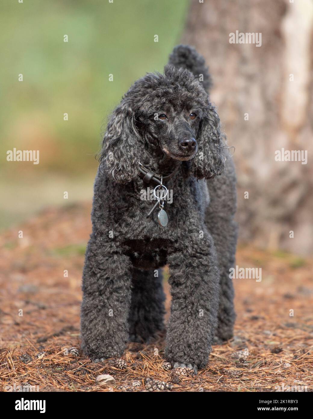 black miniature poodle Stock Photo