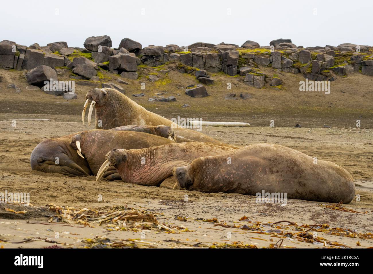 Atlantic walrus (Odobenus rosmarus). This large, gregarious relative of the seal has tusks that can reach a metre in length. Both the male (bulls) and Stock Photo