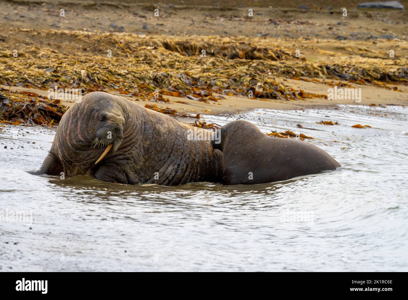 Atlantic walrus (Odobenus rosmarus). This large, gregarious relative of the seal has tusks that can reach a metre in length. Both the male (bulls) and Stock Photo