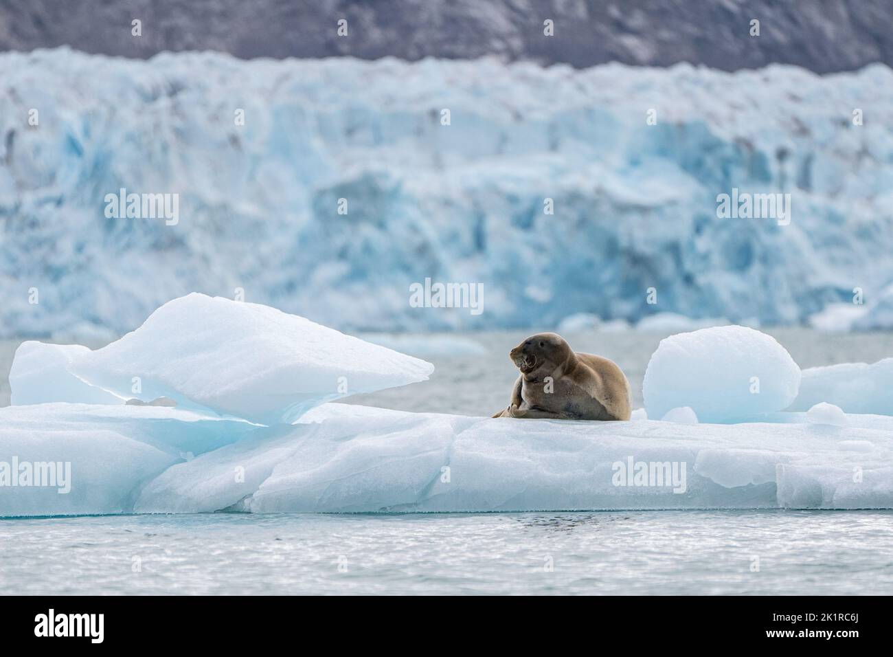 Bearded seal (Erignathus barbatus) lying on ice floe This solitary seal prefers shallow waters covered in pack ice. It travels seasonally, often carri Stock Photo