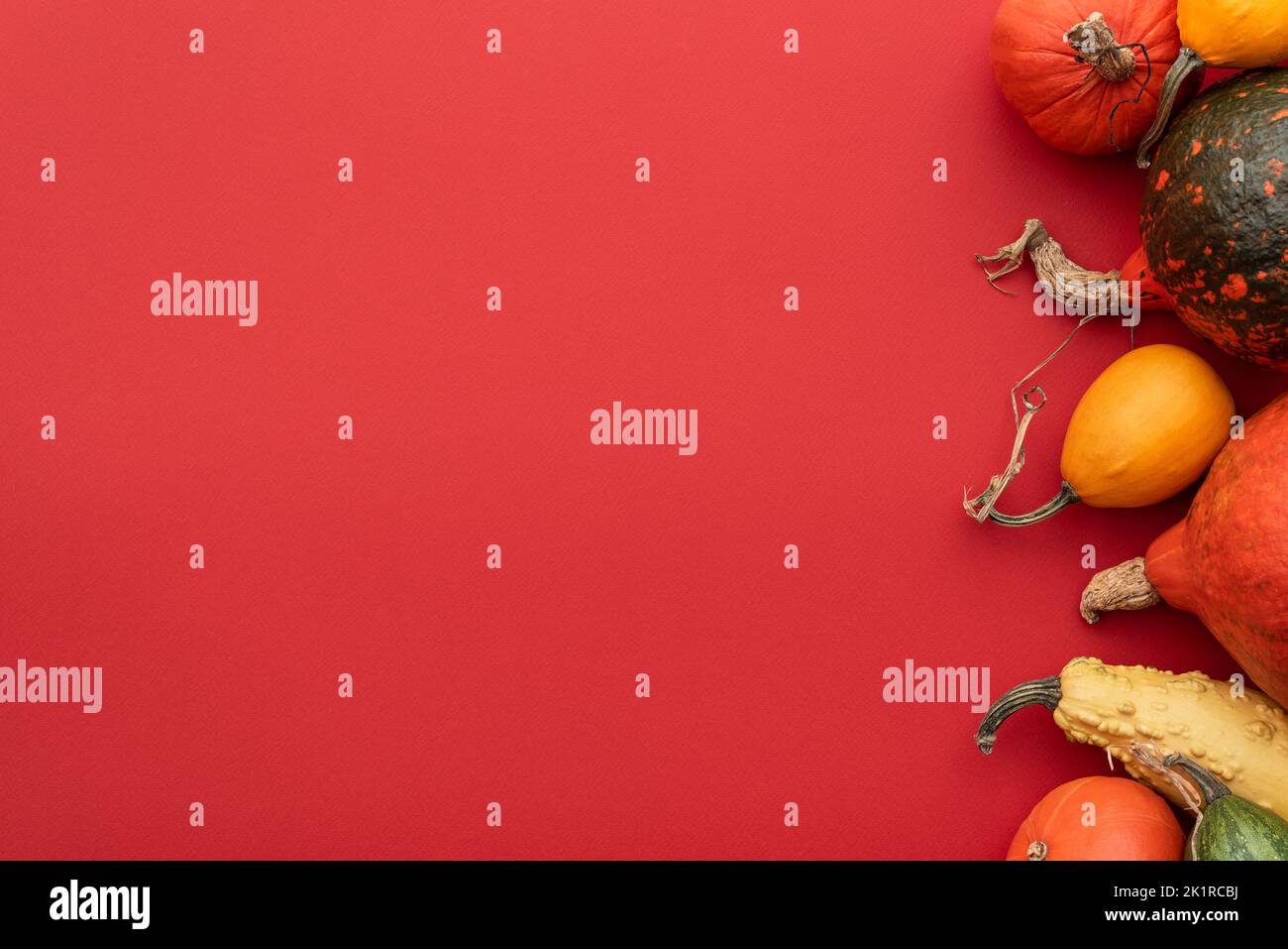 Pumpkins and decorative gourds on red background witn copy space for text Stock Photo