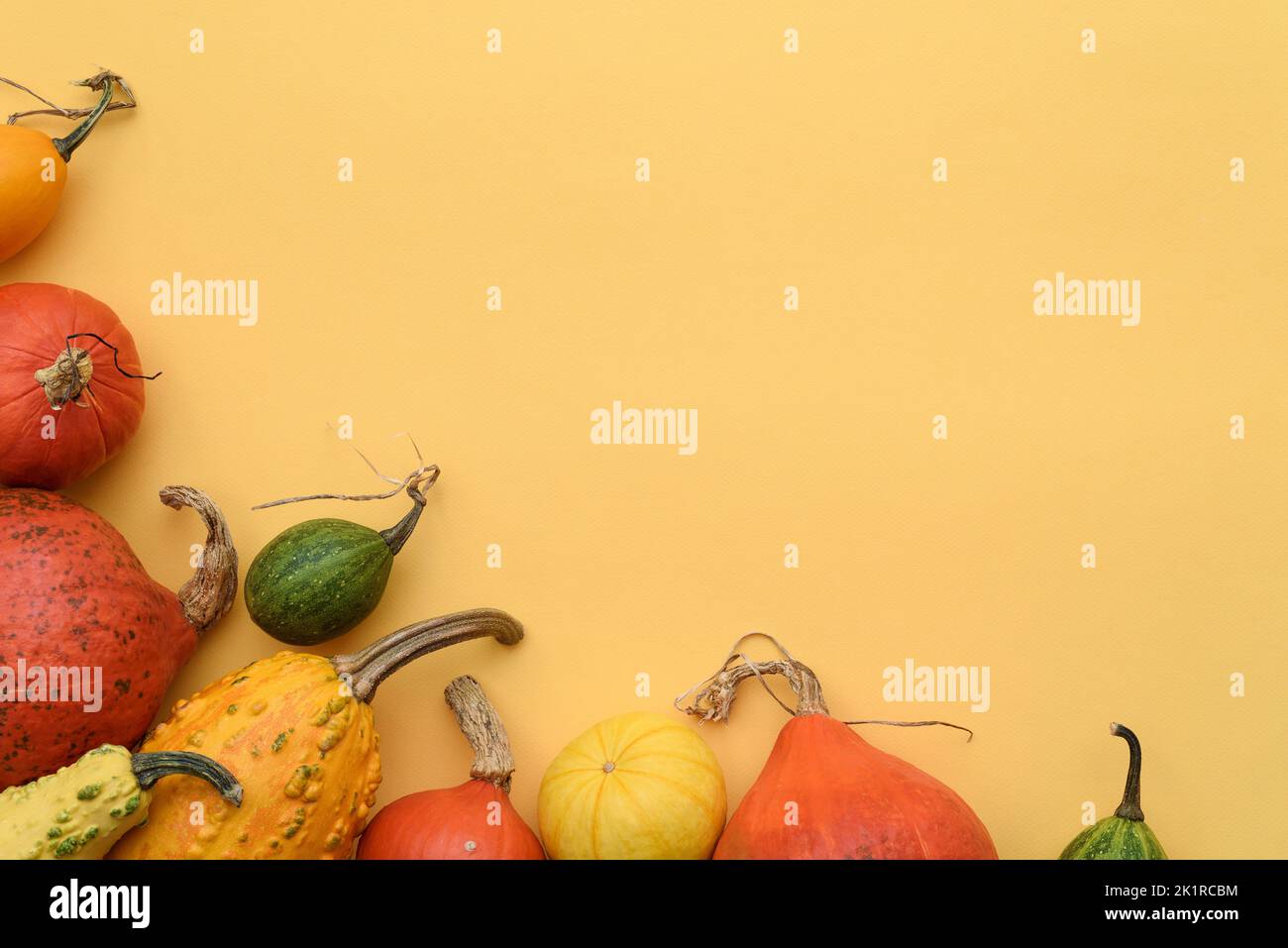 Autumn yellow background with harvest of pumpkins and decorative gourds witn copy space for text Stock Photo