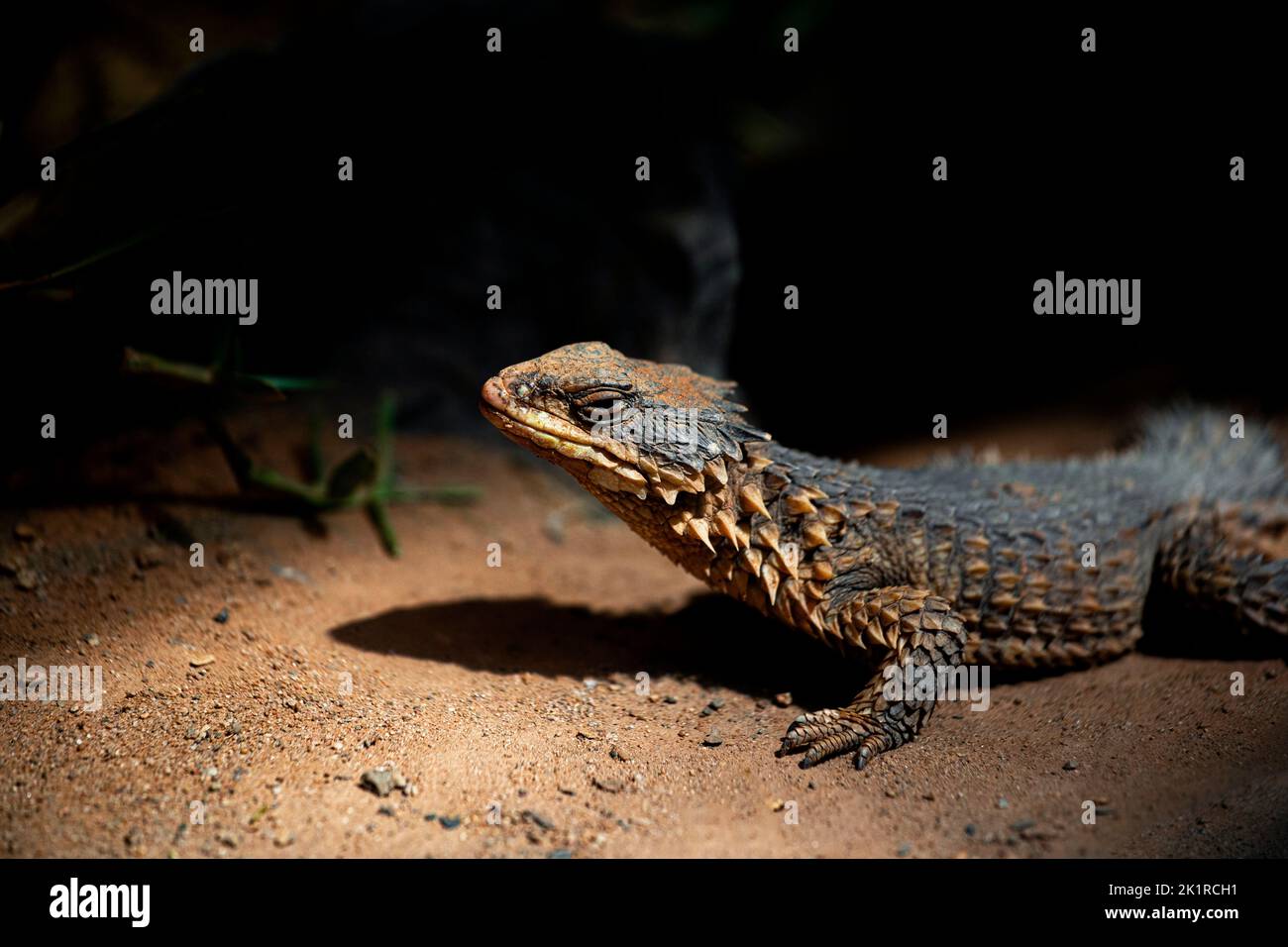 A closeup shot of a giant girdled lizard (Smaug giganteus) Stock Photo