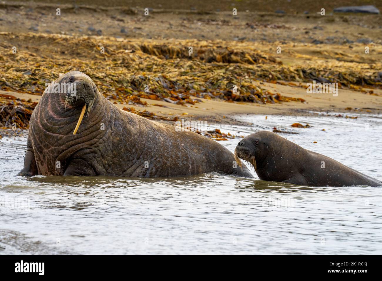 Atlantic walrus (Odobenus rosmarus). This large, gregarious relative of the seal has tusks that can reach a metre in length. Both the male (bulls) and Stock Photo