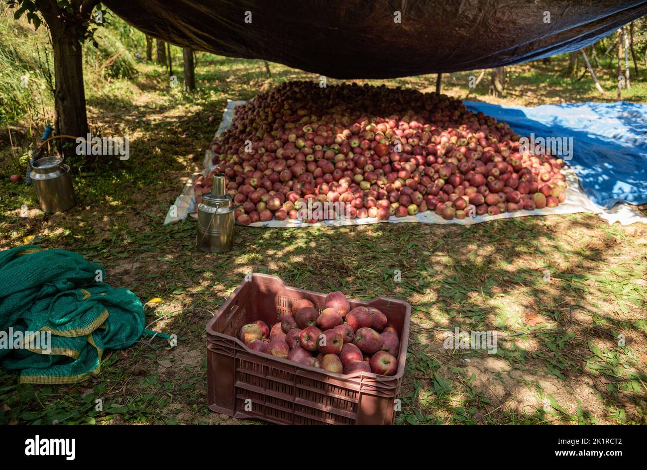 Freshly picked apples seen on the ground in an apple orchard in Pulwama