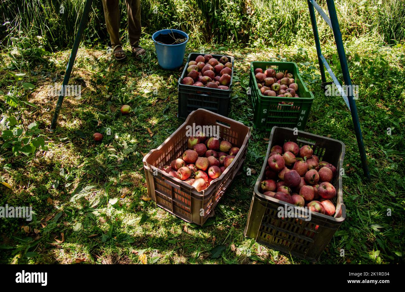 Freshly picked apples seen on the ground in an apple orchard in Pulwama