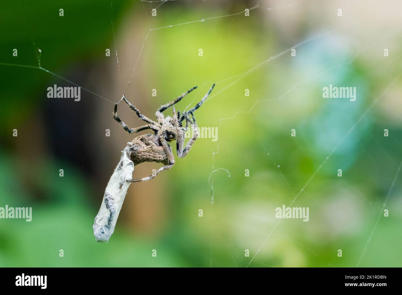 A macro of a spider covering its prey with a web Stock Photo - Alamy
