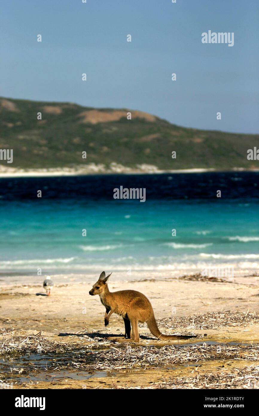 Kangaroo on beach, Cape Le Grand National Park, Esperance, Southwest Australia Stock Photo