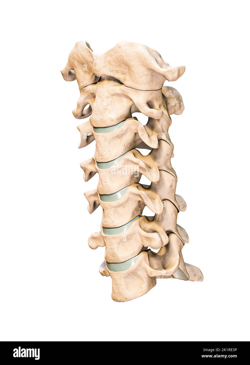 Three-quarter anterior or front view of the seven human cervical vertebrae isolated on white background 3D rendering illustration. Anatomy, osteology, Stock Photo