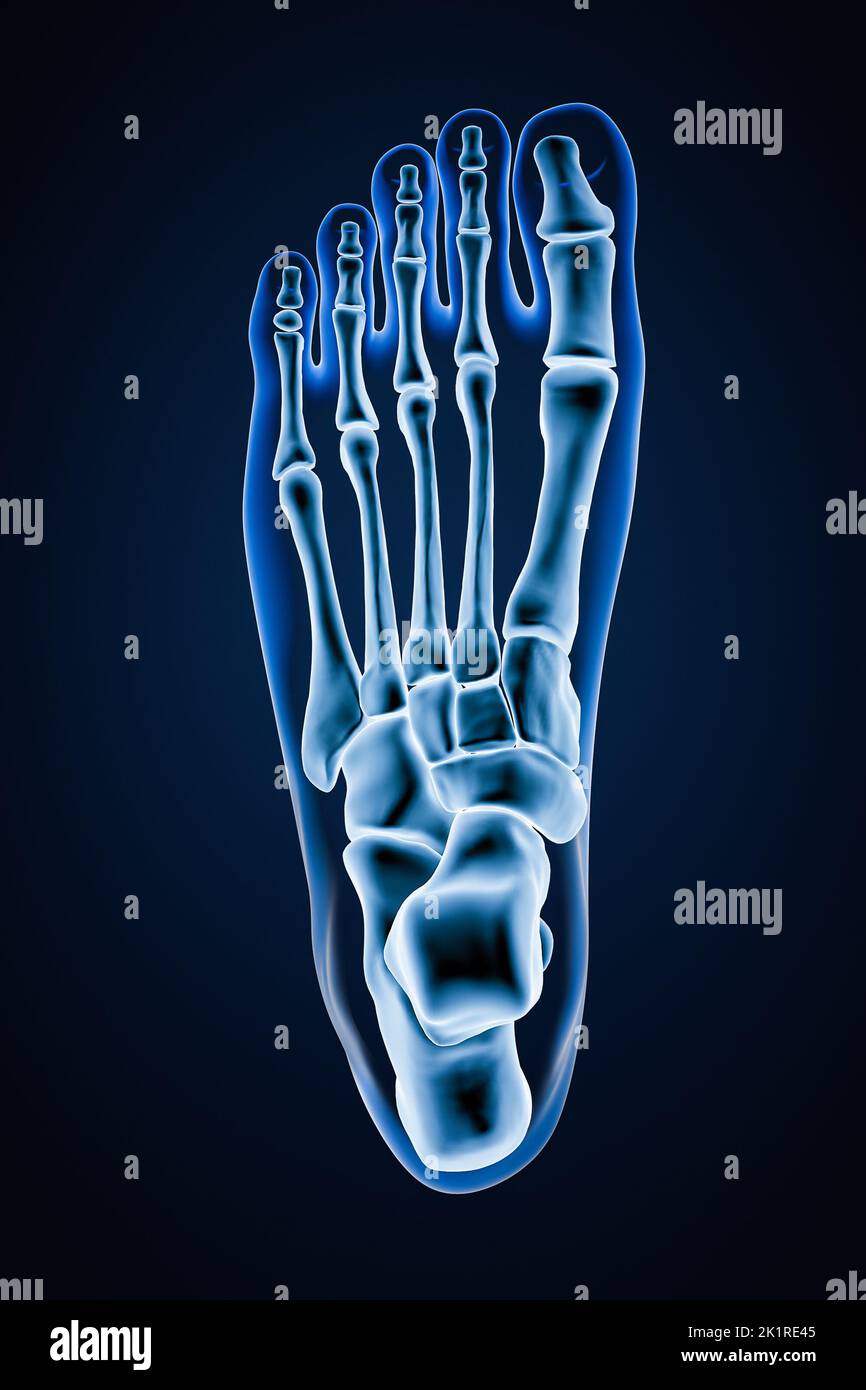 Superior or top view of accurate human left foot bones with body contours on blue background 3D rendering illustration. Anatomy, osteology, orthopedic Stock Photo