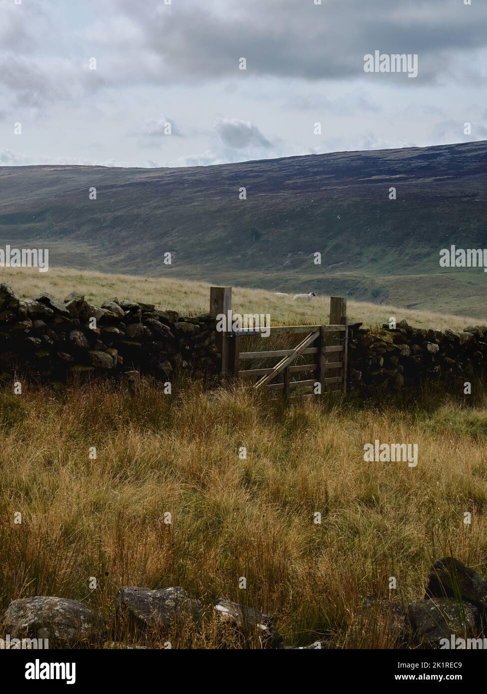 Autumn’s arrival in Yorkshire - a dry stone wall, a wood-frame gate and some quietly-grazing sheep ahead of a rugged hillside all in muted, soft light Stock Photo