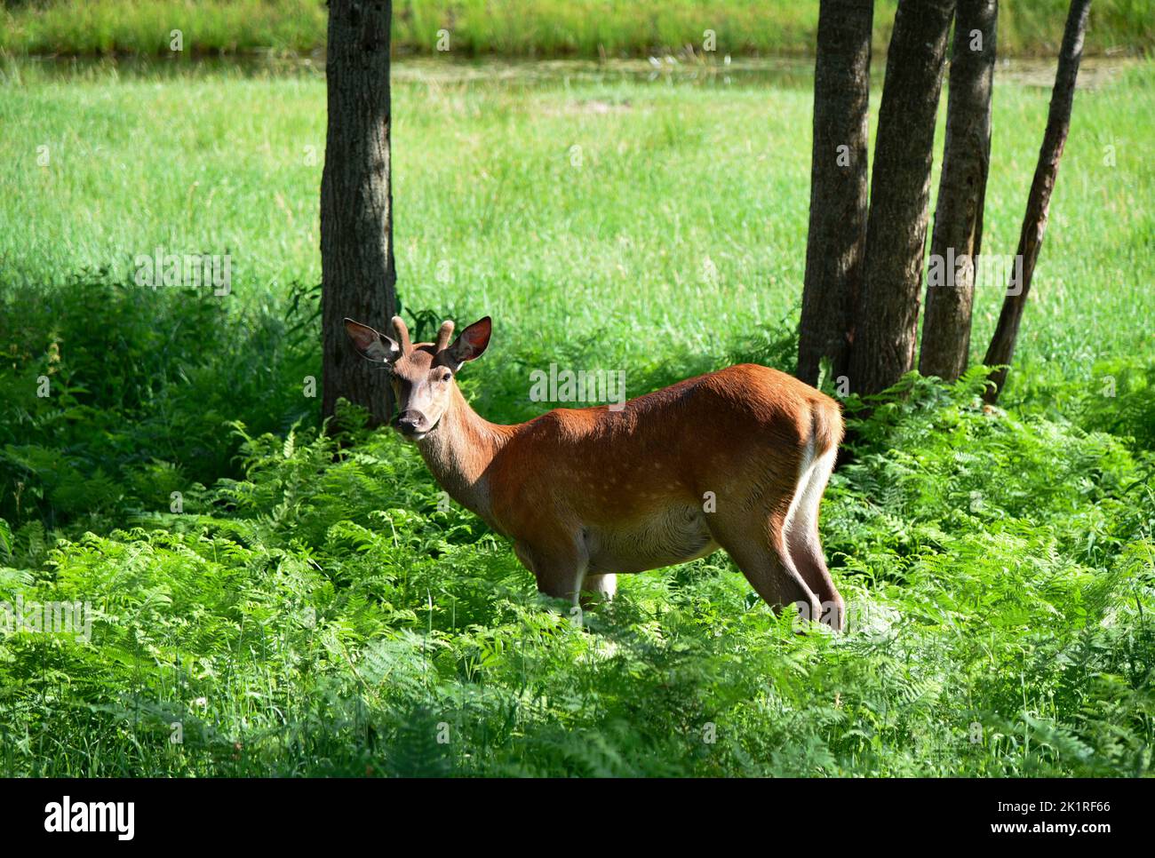 Young deer walking in the wild Stock Photo - Alamy
