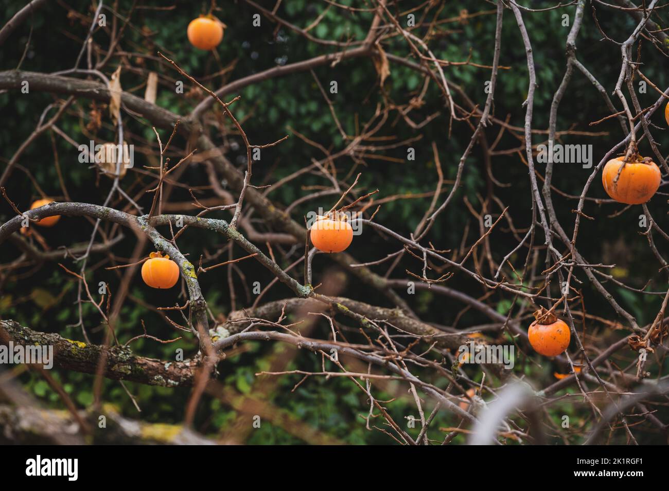 View through the naked branches of khaki fruits growing on a tree in the fall. Stock Photo