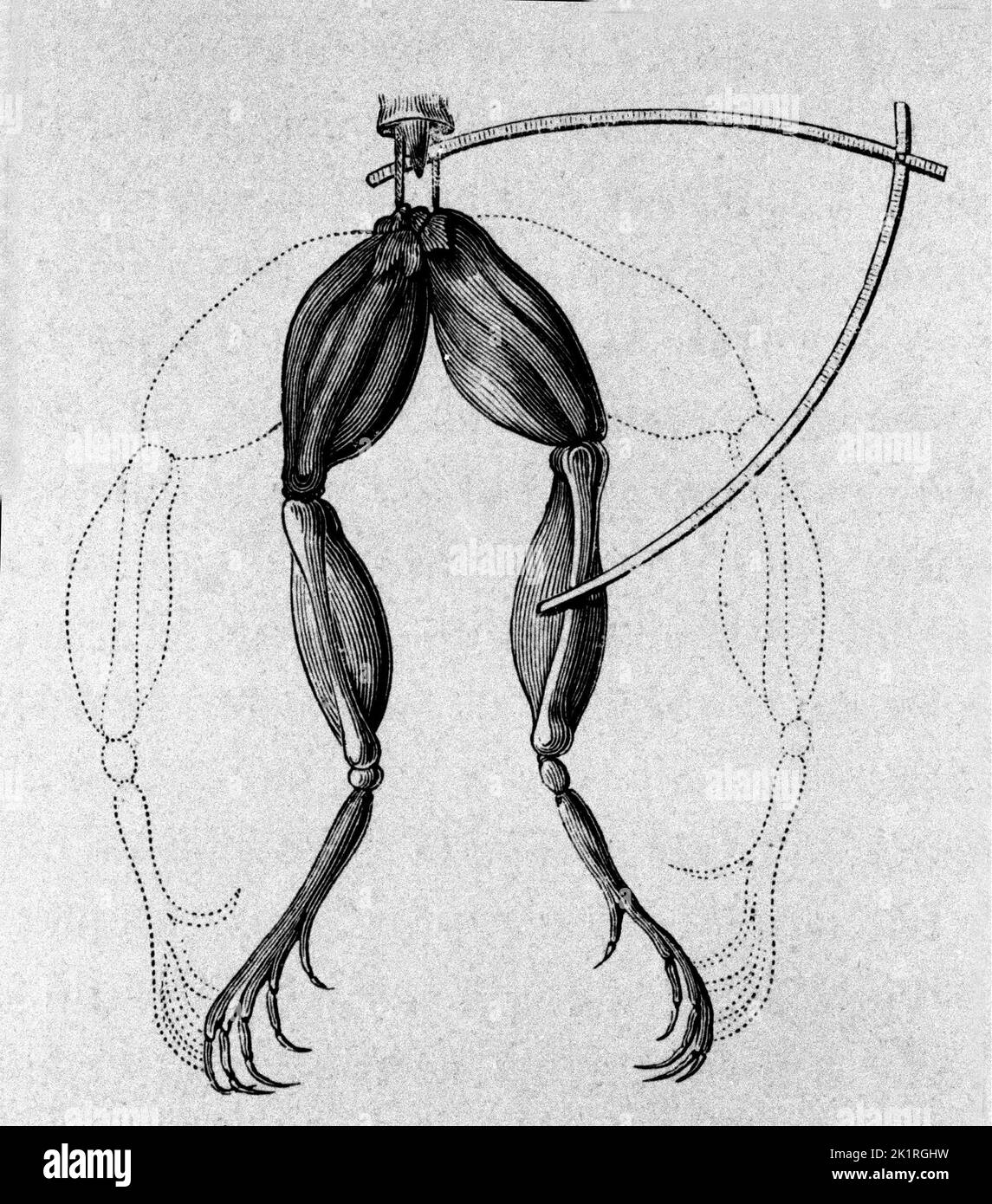 Illustration of experiments by Luigi Galvani, Italian physicist and physician (1737 - 1798) explaining the passage of electric current moving the legs of a frog. by Unknown artist, (18th century); Private Collection; (add.info.: Illustration of experiments by Luigi Galvani, Italian physicist and physician (1737 - 1798) explaining the passage of electric current moving the legs of a frog.); Stock Photo