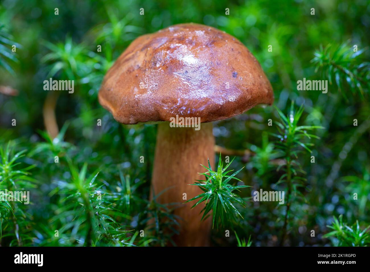 Chestnut mushroom on moss in the forest Stock Photo