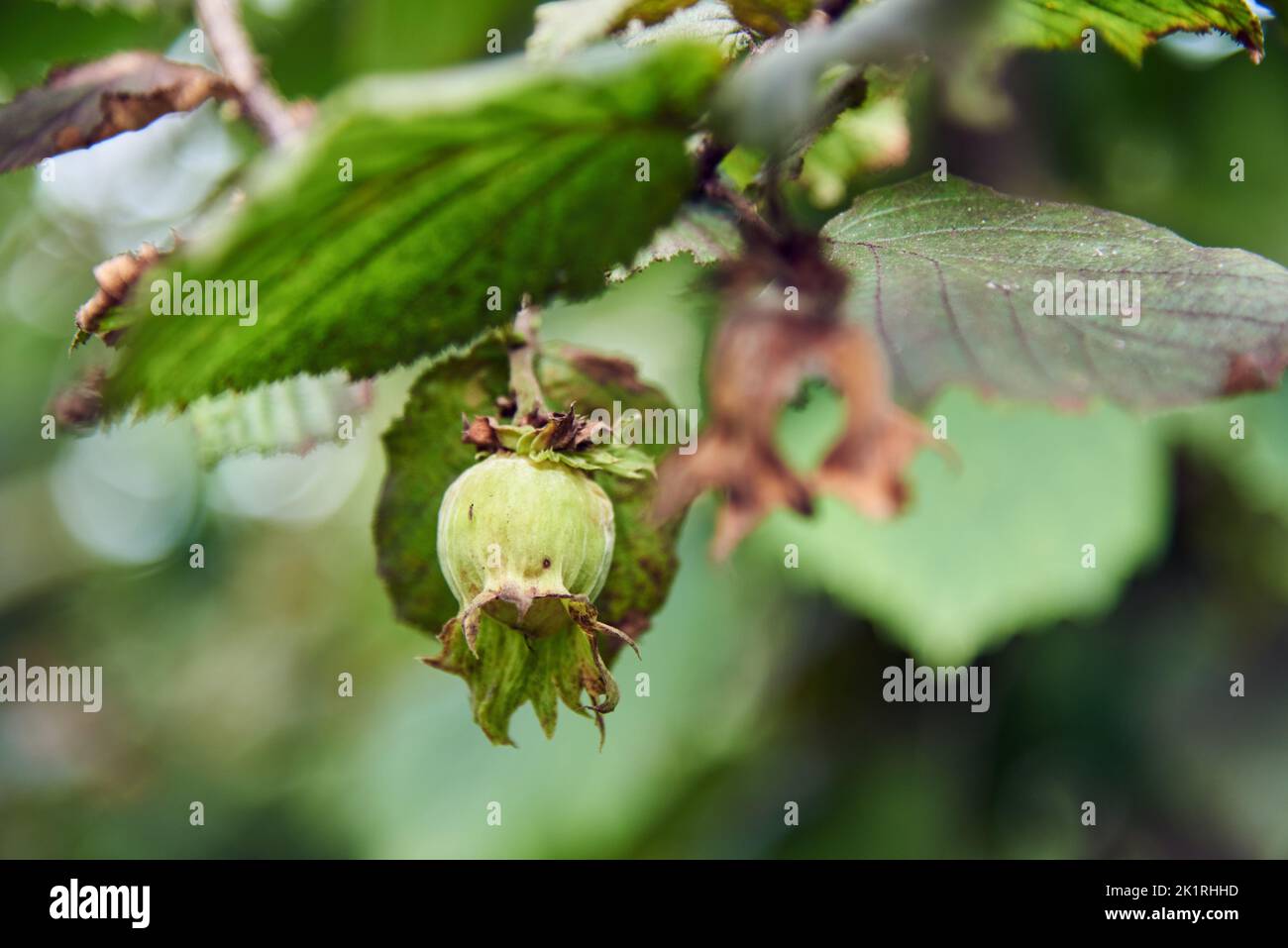 Green hazelnuts on a branch among the foliage. Natural background. Harvesting. Stock Photo