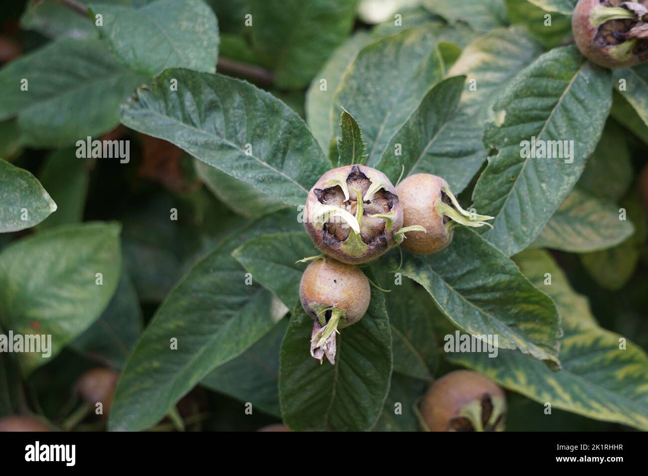 Mespilus Tree Green leaves on a medlar tree hi-res stock photography and images - Alamy