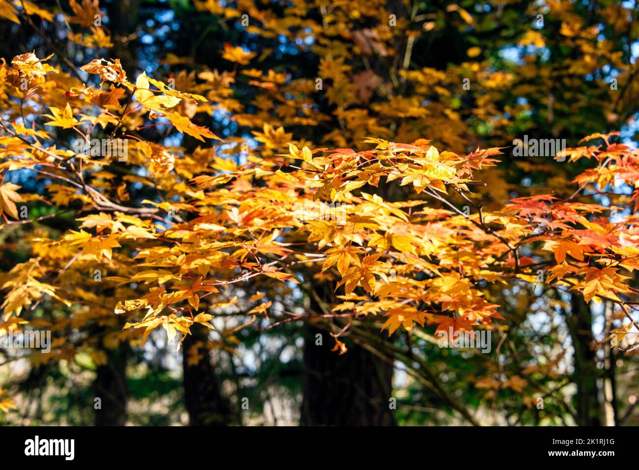 Bright yellow leaves lighted up with sun light Stock Photo - Alamy