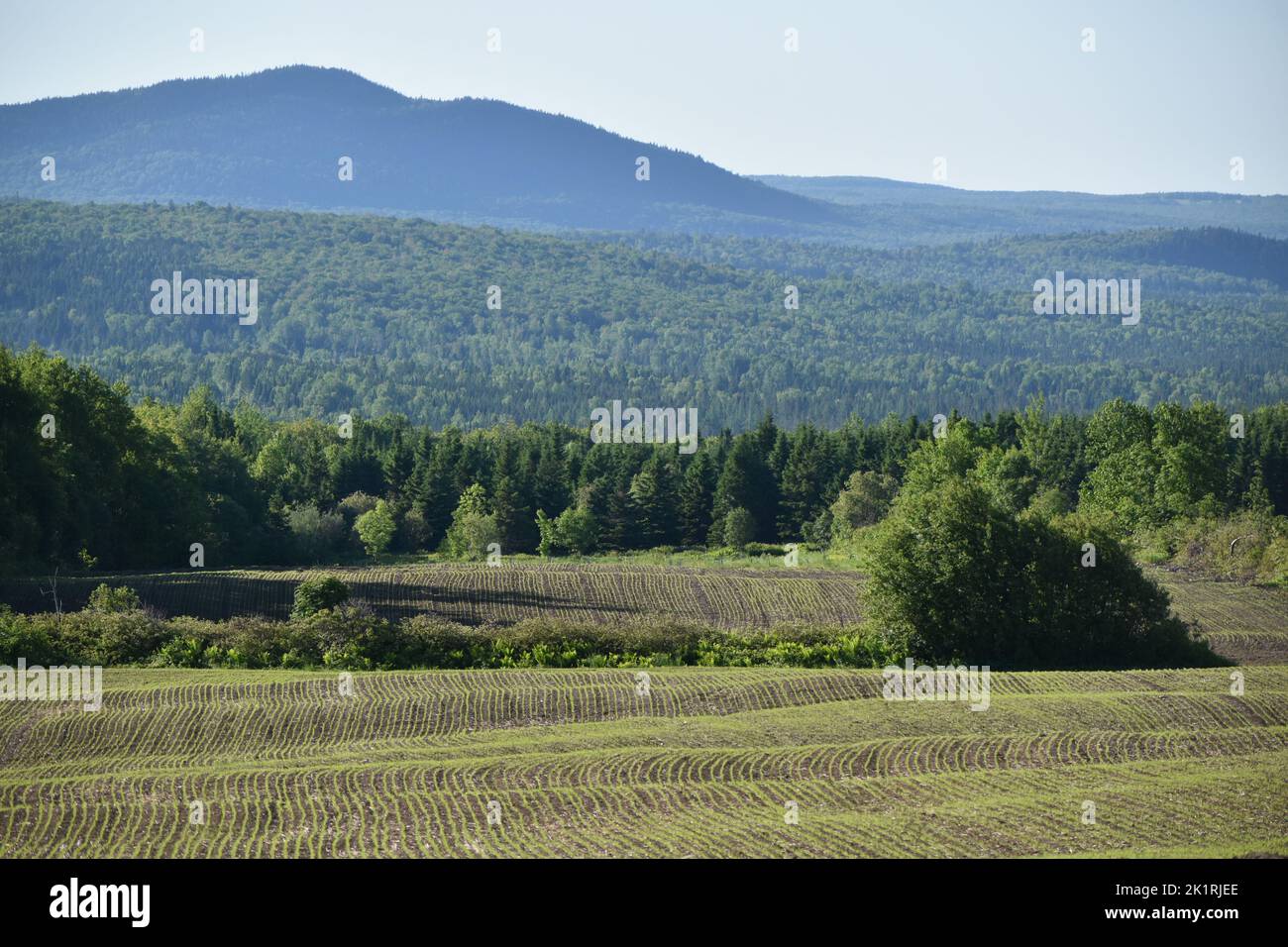 A field of oats in spring, SainteApolline, Quebec, Canada Stock Photo