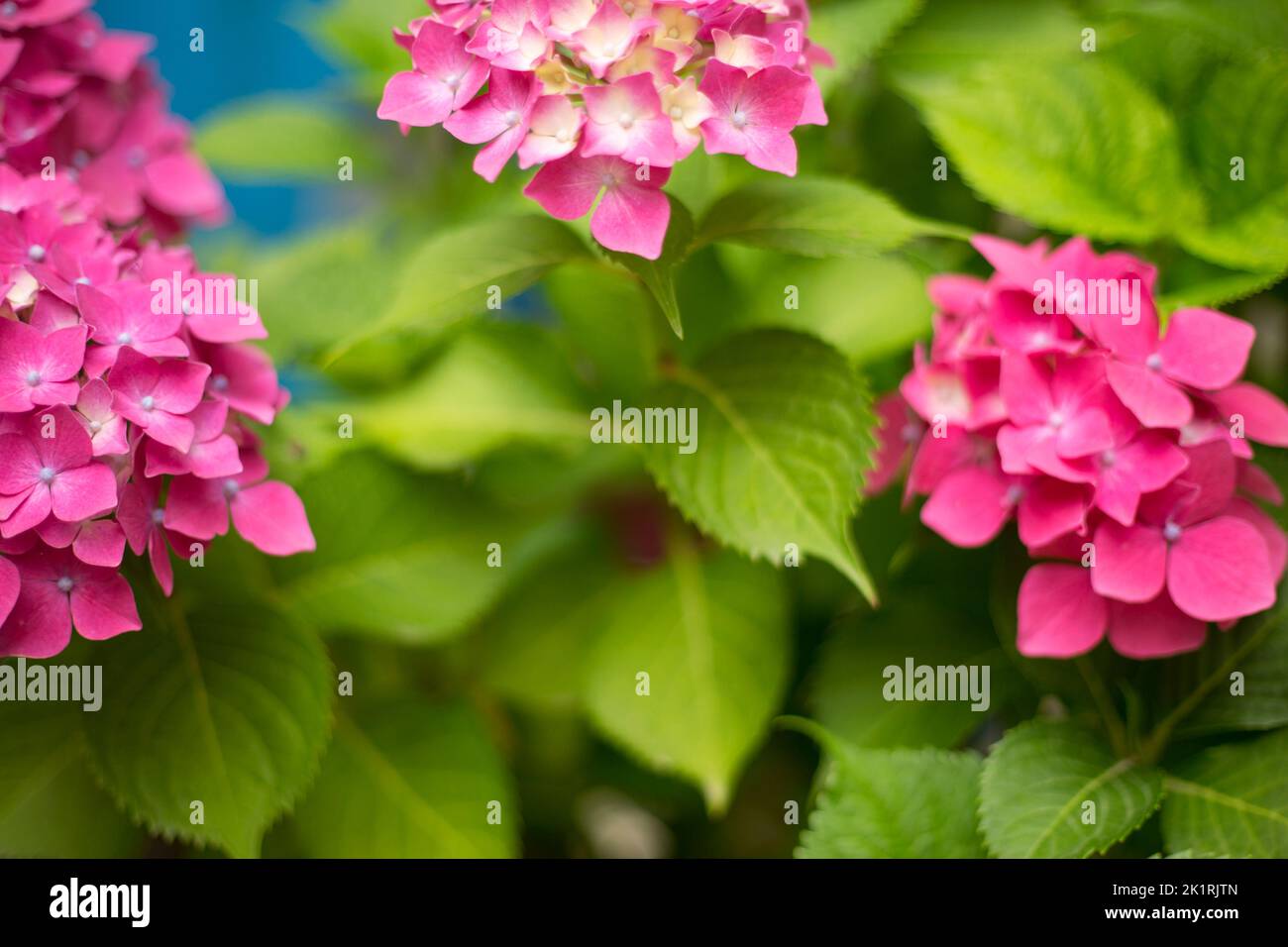 Close up vivid pink hortensia fresh flowers blur background Stock Photo ...