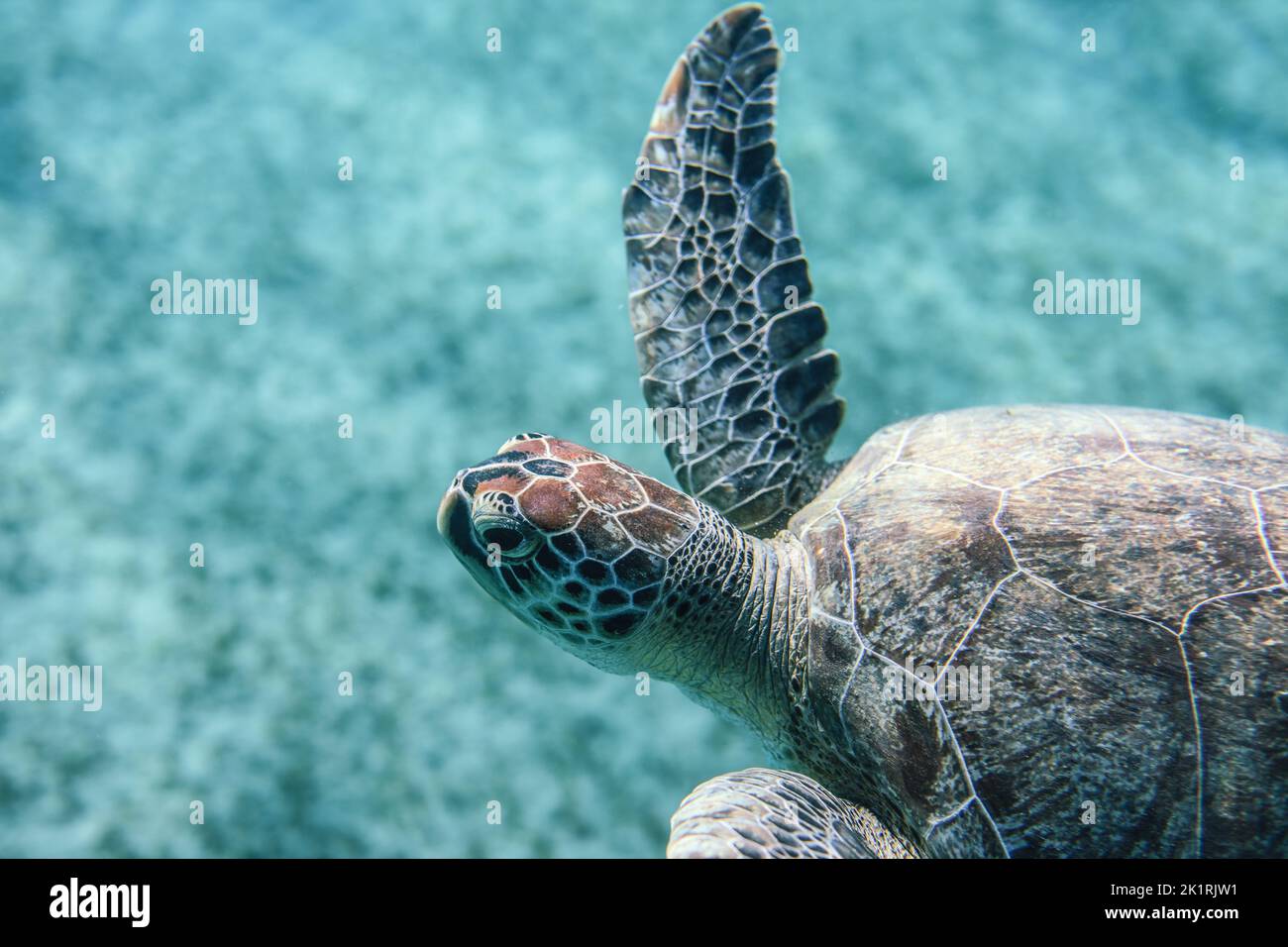 Big Red Sea Turtles near the Marsa Alam Beach Beach, Egypt Stock Photo ...