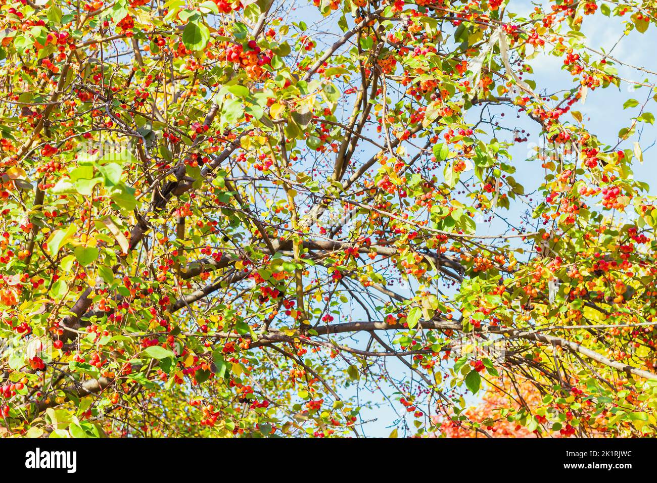 Ripe fruits apple and Cellophane film or film packaging between tree branches. Ecology concept. Environmental problems, polymers pollution. Stock Photo