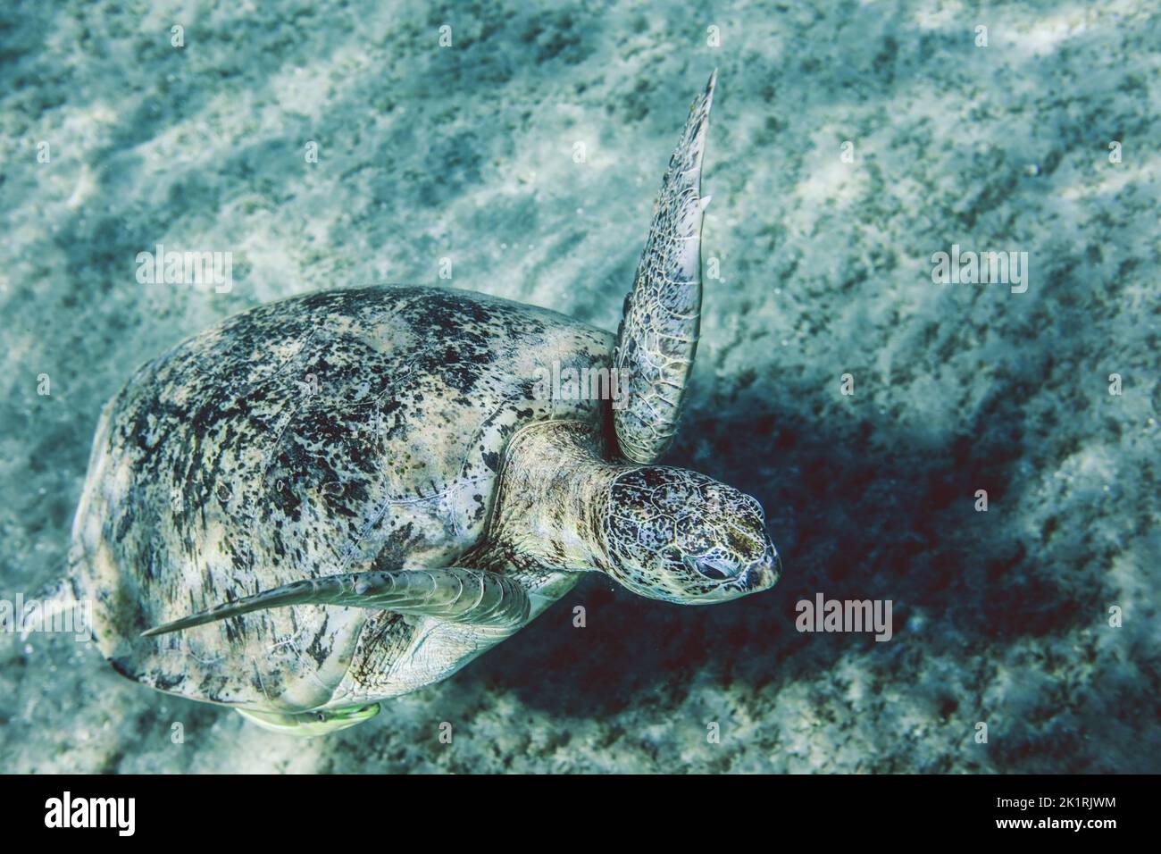 Big Red Sea Turtles near the Marsa Alam Beach Beach, Egypt Stock Photo ...