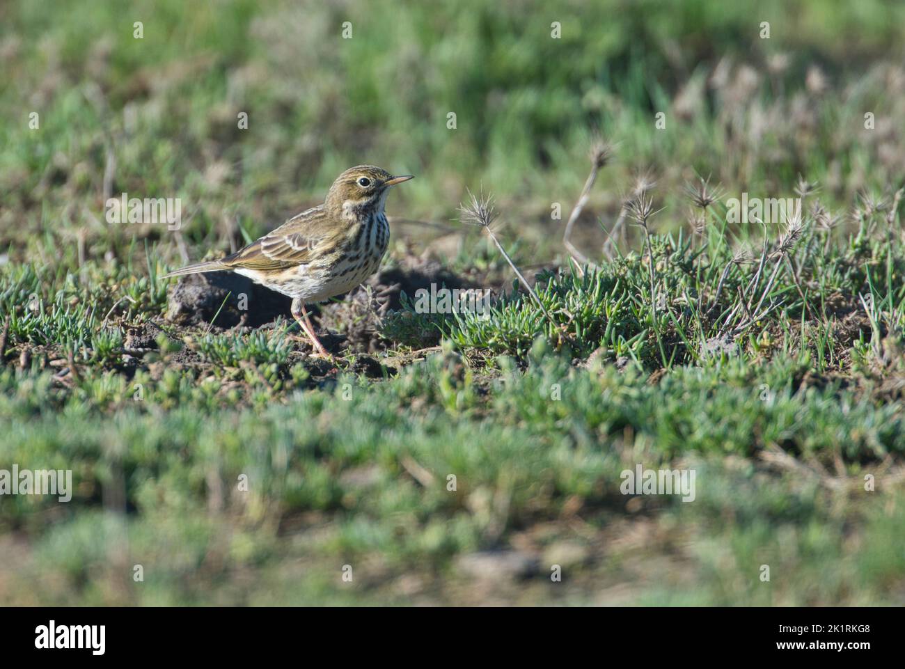 Meadow pipit (Anthus pratensis) foraging in pasture Stock Photo