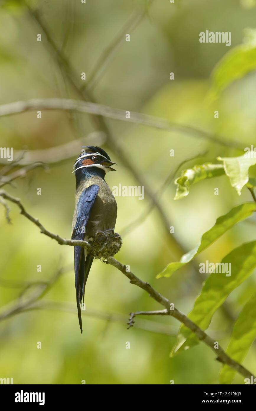 Male whiskered treeswift (Hemiprocne comata) sitting on the tiny cup-shaped nest of the species Stock Photo