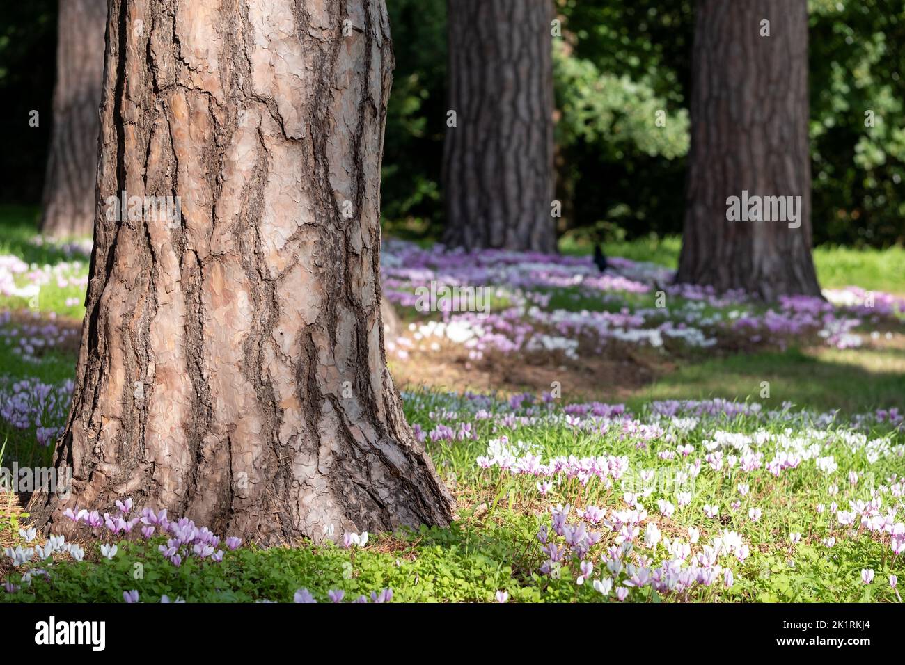 Clumps of white and pink cyclamen hederifolium flowers growing under a tree, photographed at RHS Wisley garden, Surrey UK. Stock Photo