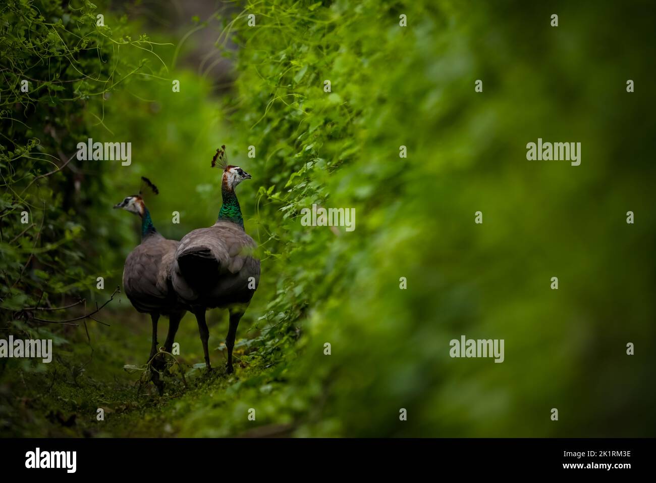 A closeup shot of beautiful peafowls in the green tunnel of plants Stock Photo