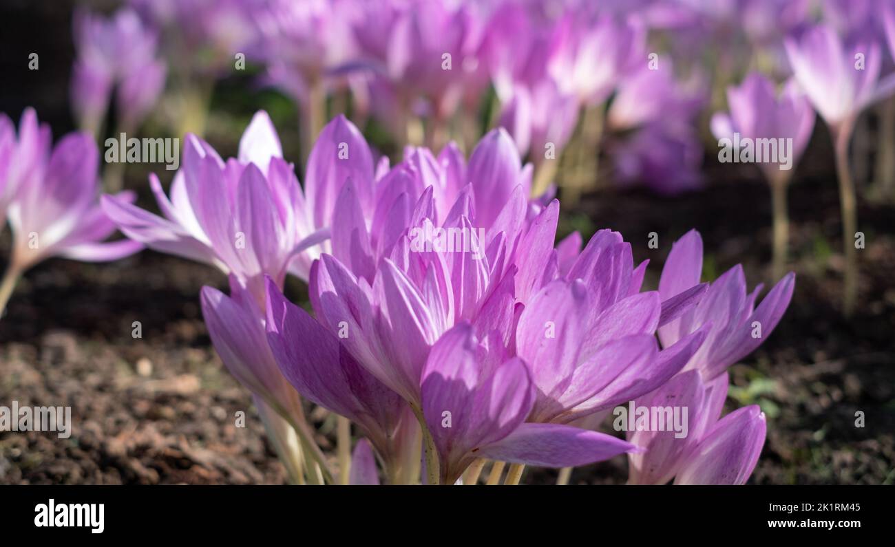 Clumps of pink autumn flowering crocus flowers, Colchium Autumnale, growing in the shade of a tree, photographed in a garden in Wisley, Surrey, UK. Stock Photo