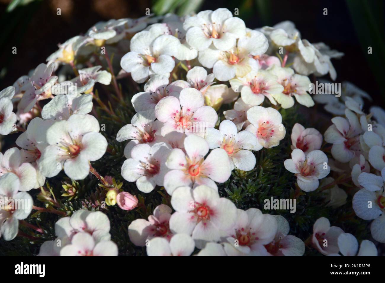 Small Pale Orange/Apricot Coloured Saxifraga 'Galaxie' Flowers grown in the Alpine House at RHS Garden Harlow Carr, Harrogate, Yorkshire, England, UK. Stock Photo