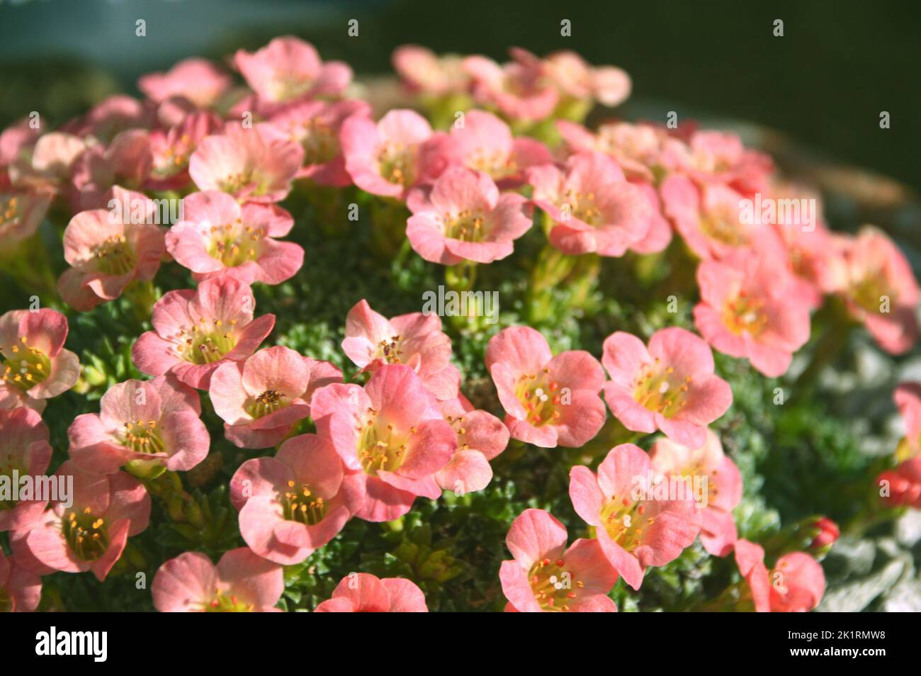 Small Orange/Apricot Coloured Saxifraga 'Jan Preisler'' Flowers grown in the Alpine House at RHS Garden Harlow Carr, Harrogate, Yorkshire, England,UK. Stock Photo