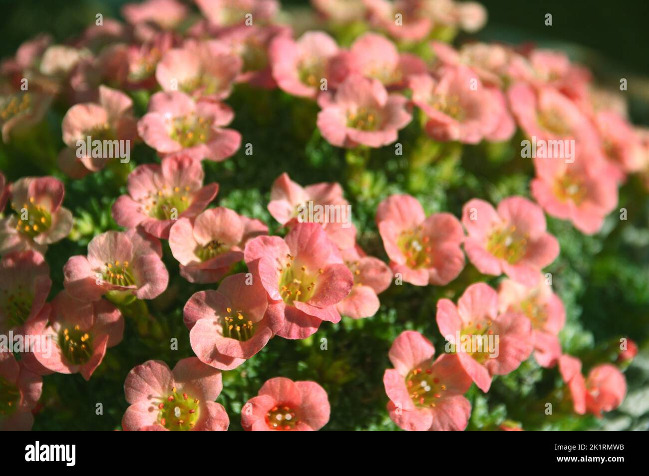 Small Orange/Apricot Coloured Saxifraga 'Jan Preisler'' Flowers grown in the Alpine House at RHS Garden Harlow Carr, Harrogate, Yorkshire, England,UK. Stock Photo