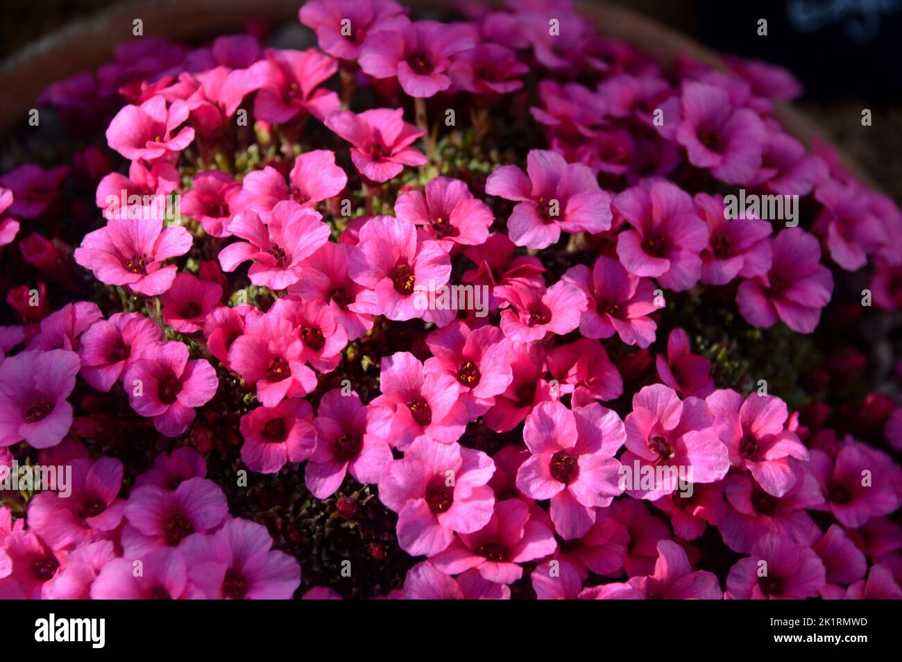 Small Pink Coloured Saxifraga 'Edgehill' Flowers grown in the Alpine House at RHS Garden Harlow Carr, Harrogate, Yorkshire, England, UK. Stock Photo