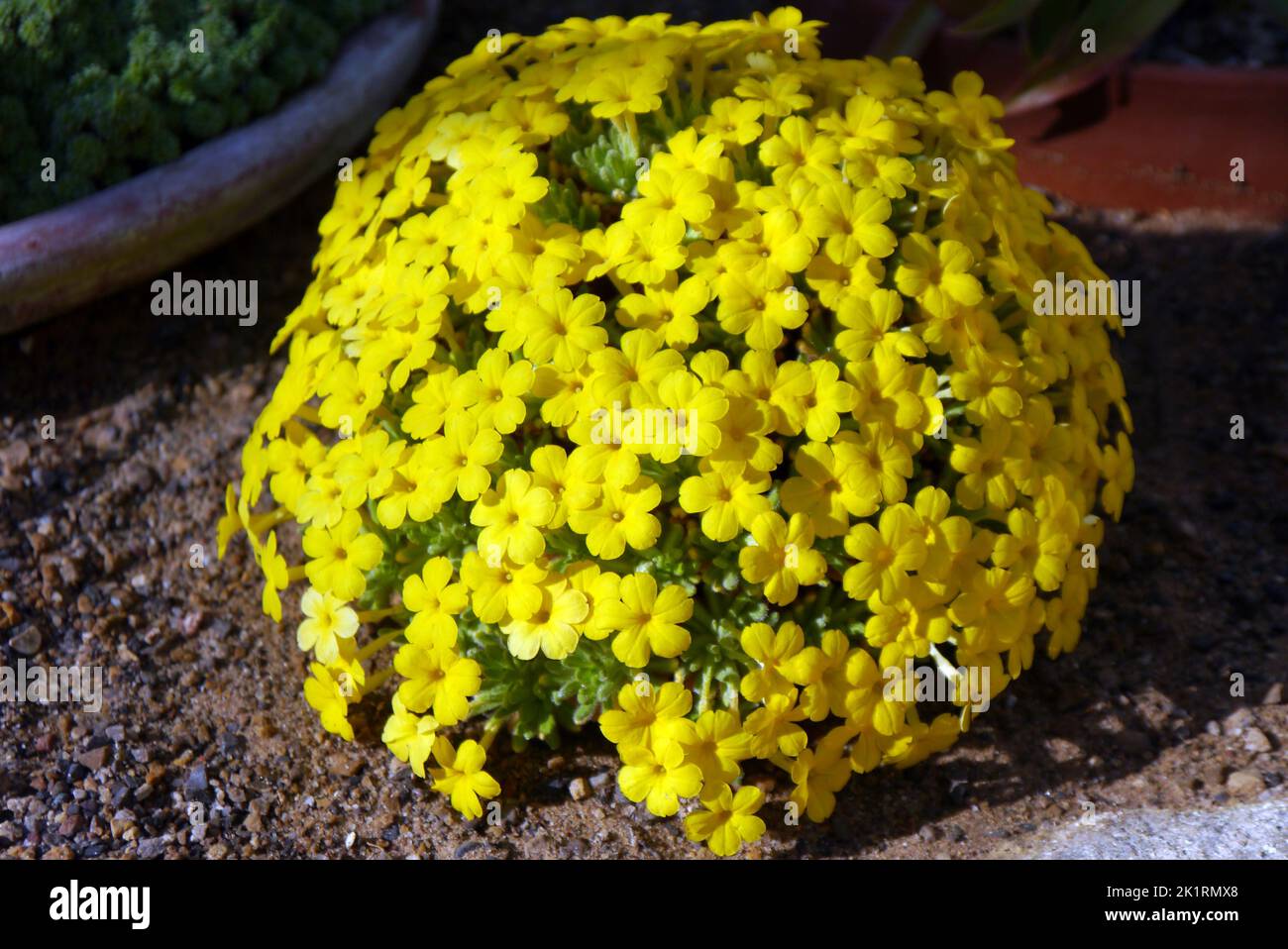 Small Yellow Dionysia Aretioides 'Bevere' Flowers grown in the Alpine House at RHS Garden Harlow Carr, Harrogate, Yorkshire, England, UK. Stock Photo