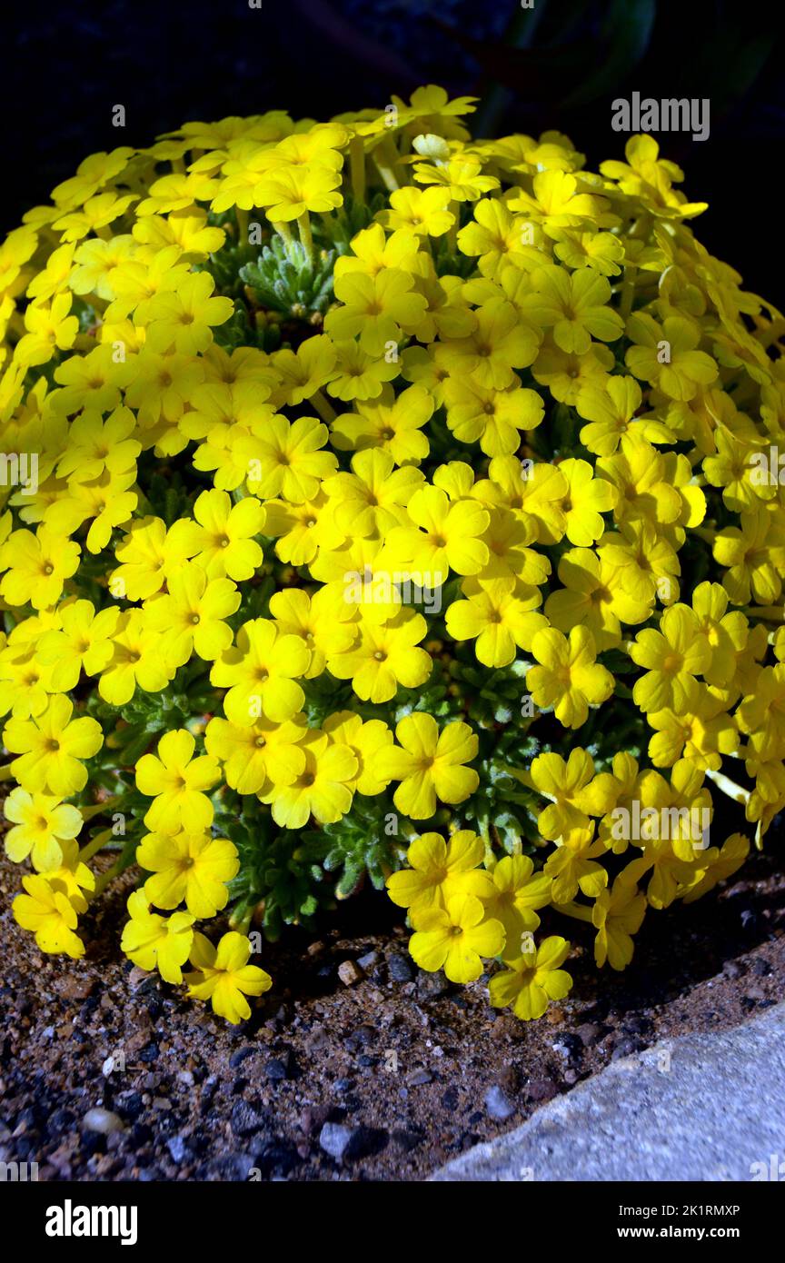Small Yellow Dionysia Aretioides 'Bevere' Flowers grown in the Alpine House at RHS Garden Harlow Carr, Harrogate, Yorkshire, England, UK. Stock Photo