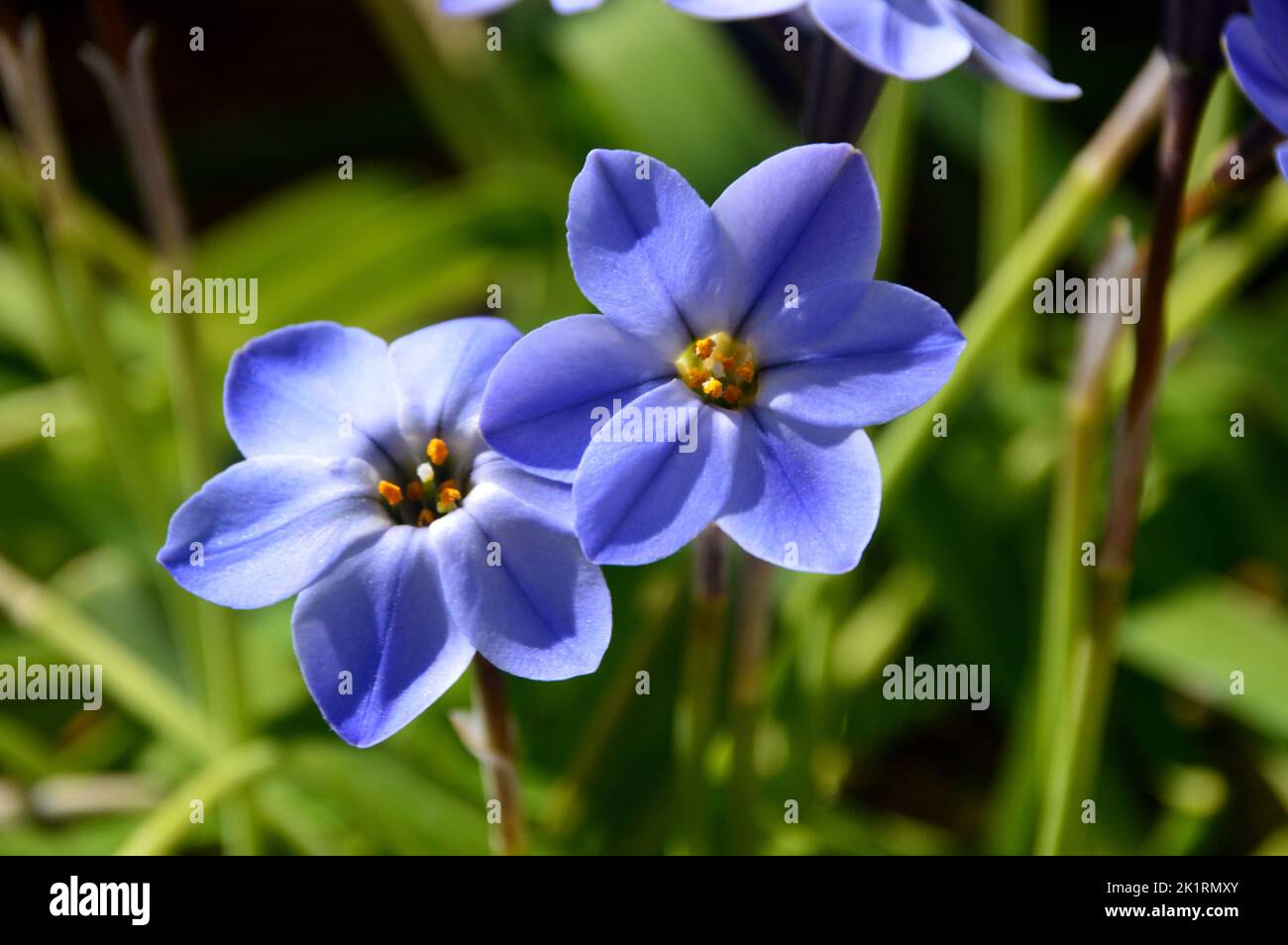 Blue Ipheion Uniflorum 'Rolf Fiedler' (Spring Star Flower) grown at RHS Garden Harlow Carr, Harrogate, Yorkshire, England, UK. Stock Photo