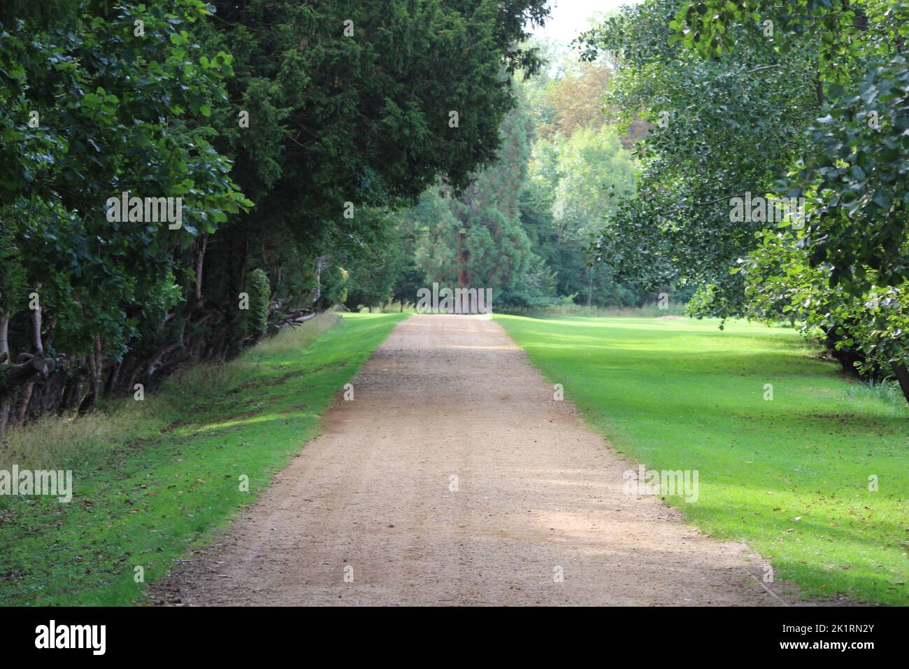 A pathway in a green park with tall trees Stock Photo - Alamy
