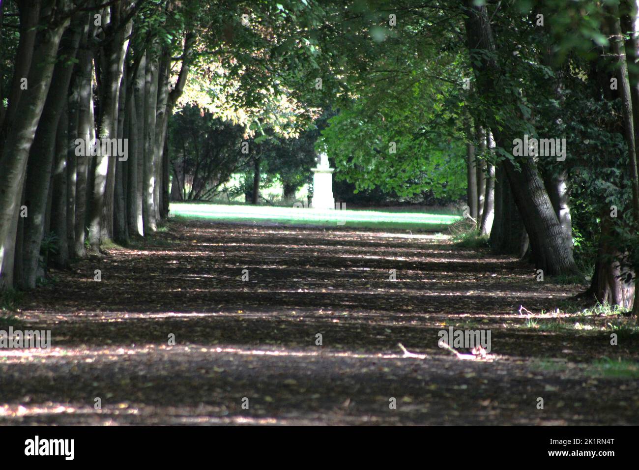 A pathway in a green park with tall trees Stock Photo - Alamy